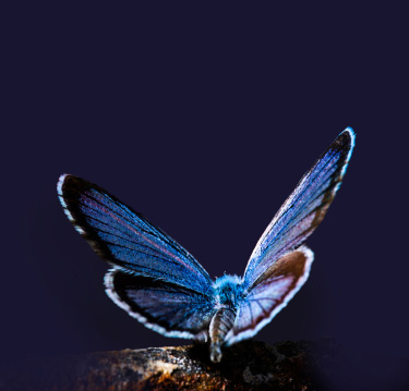 A bird